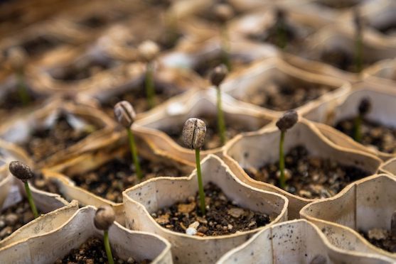 Seedlings in reused toilet roll inners